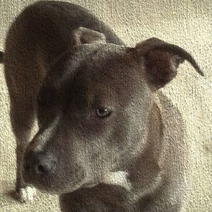 Meet your Posher, Annette